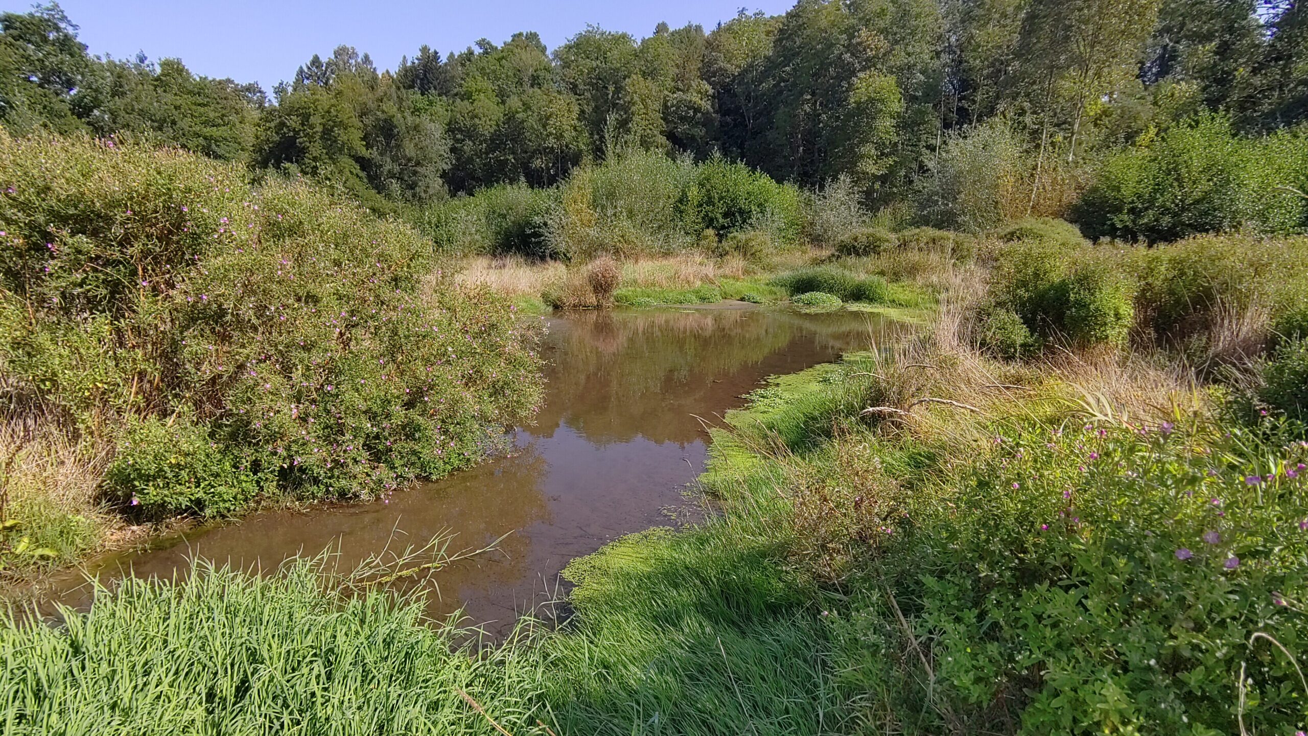 Bibeaue Ferenbalm